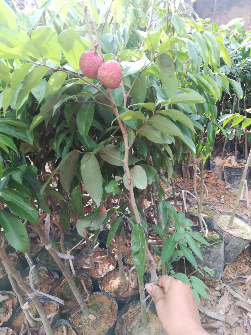 优质妃子笑荔枝苗无核荔枝苗桂味荔枝苗带土球发货包邮