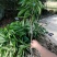 优质妃子笑荔枝苗无核荔枝苗桂味荔枝苗带土球发货包邮