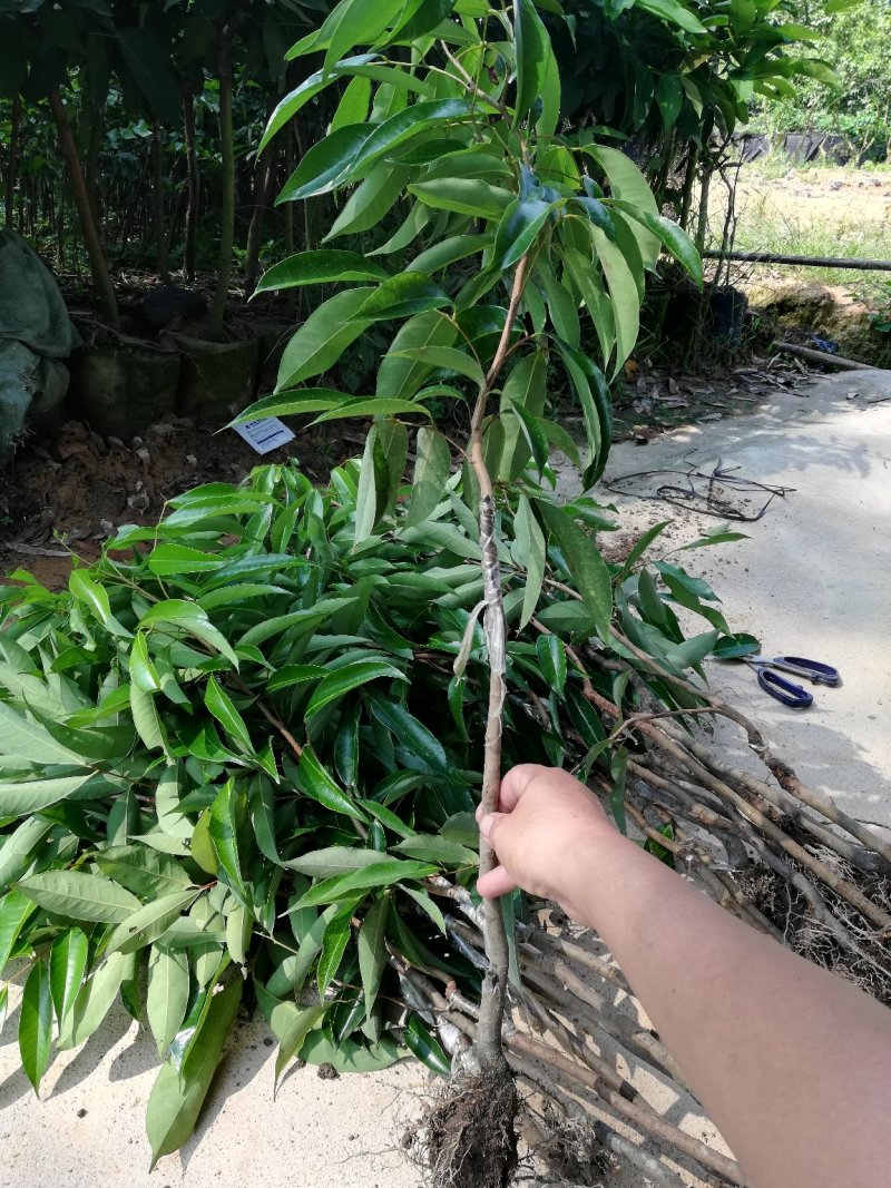 优质妃子笑荔枝苗无核荔枝苗桂味荔枝苗带土球发货包邮