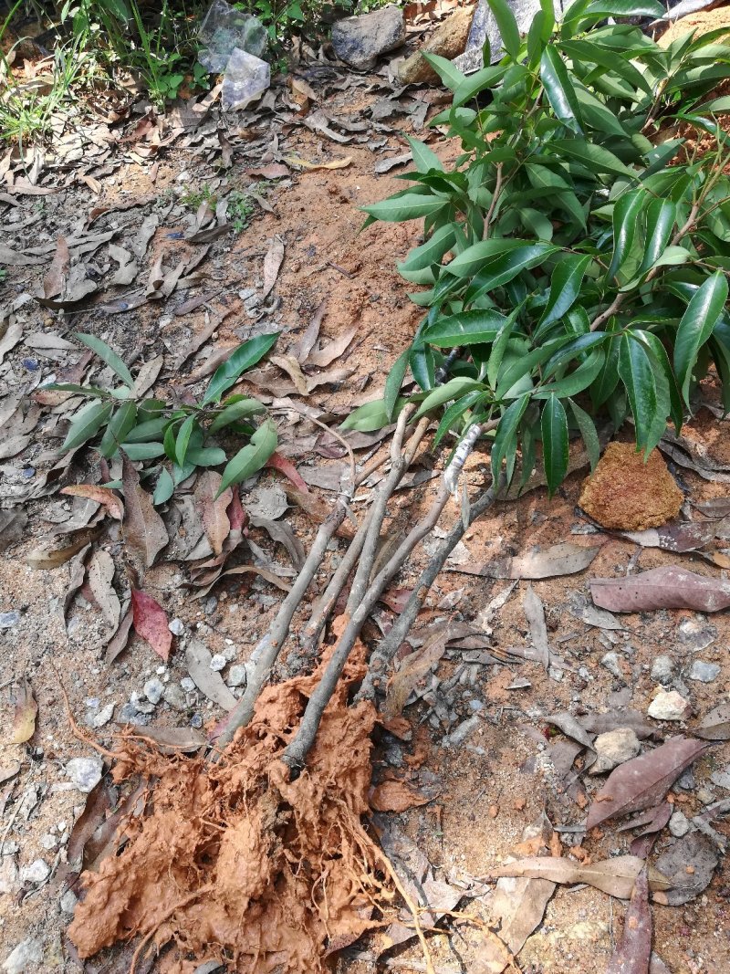 优质妃子笑荔枝苗无核荔枝苗桂味荔枝苗带土球发货包邮