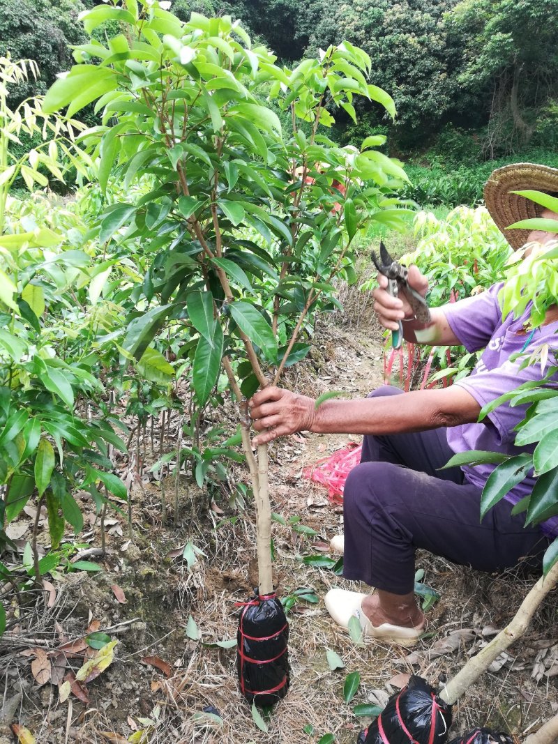 优质妃子笑荔枝苗无核荔枝苗桂味荔枝苗带土球发货包邮