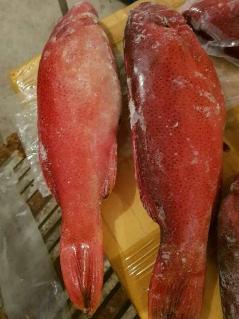 草虾，东星斑