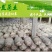 平菇菌棒熟料菌棒