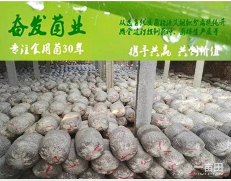 平菇菌棒熟料菌棒