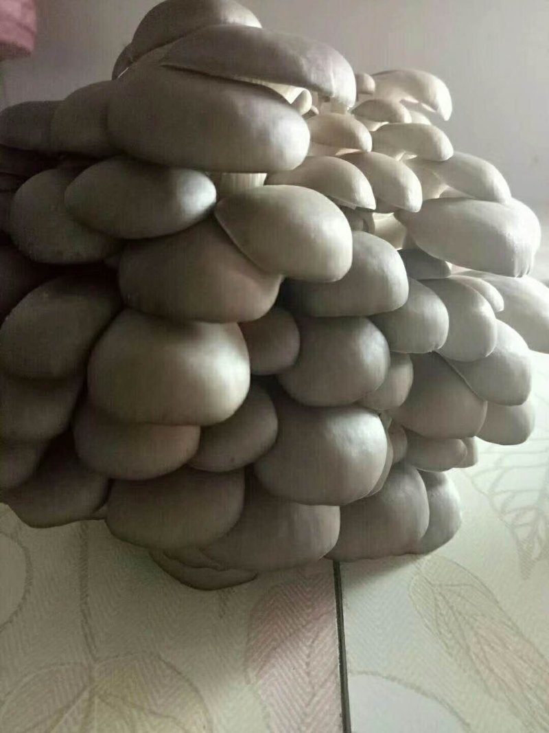 平菇菌棒熟料菌棒