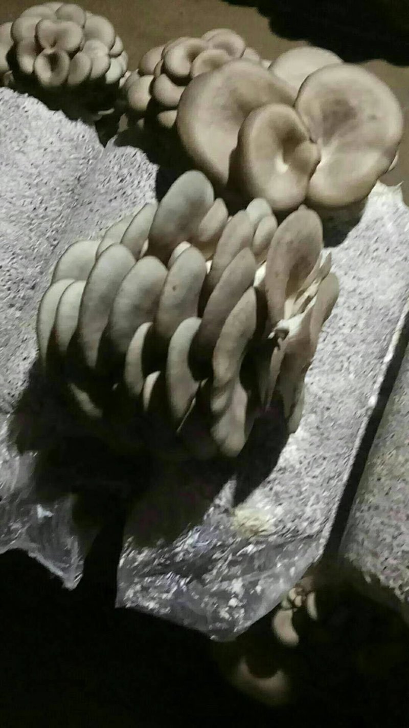 平菇菌棒熟料菌棒