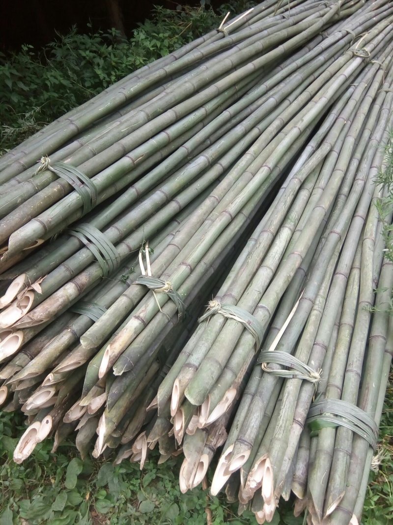 菜架竹子(欢迎来电），扶树竹竿，大棚竹竿，产地直销