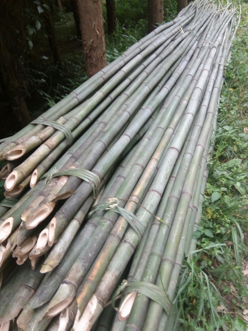 菜架竹子(欢迎来电），扶树竹竿，大棚竹竿，产地直销