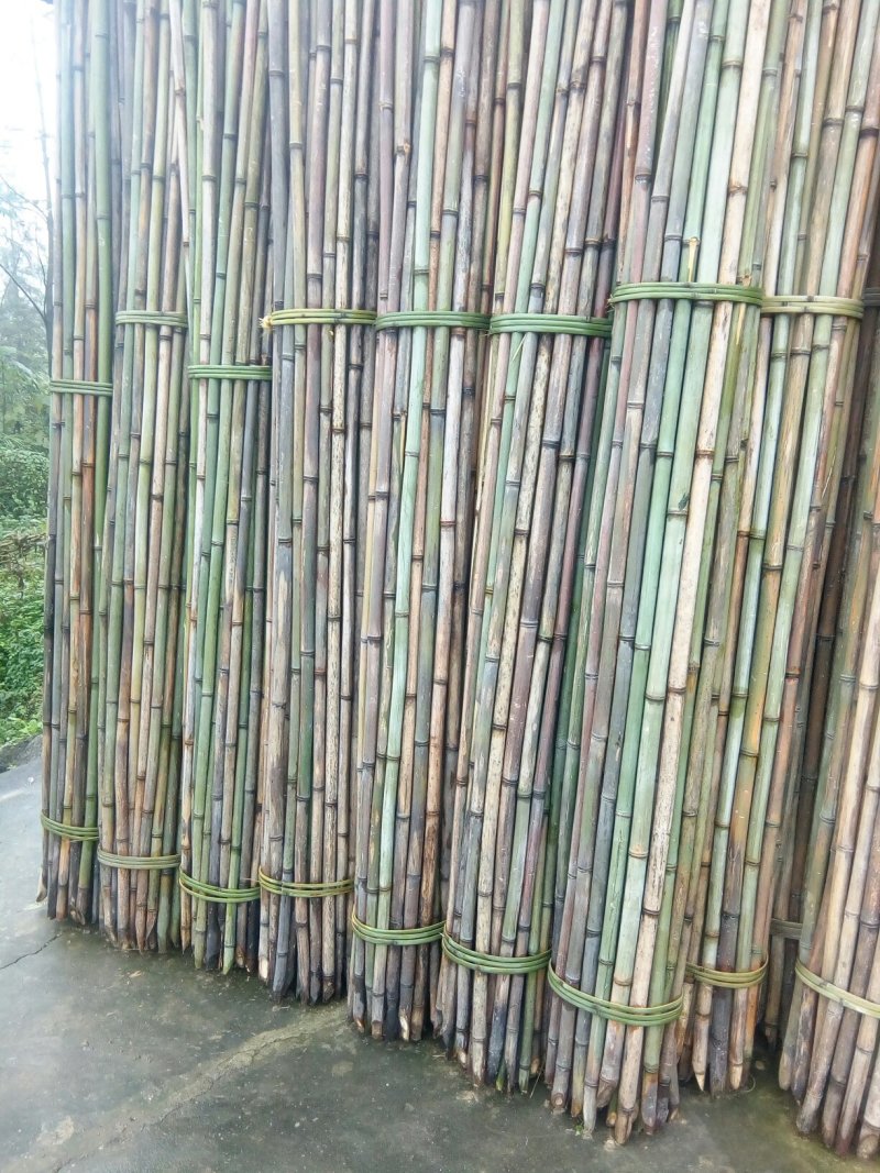 菜架竹子(欢迎来电），扶树竹竿，大棚竹竿，产地直销