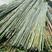 菜架竹子，扶树竹竿，大棚竹竿，白夹竹出售1.1米至7米