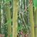 菜架竹子，扶树竹竿，大棚竹竿，白夹竹出售1.1米至7米