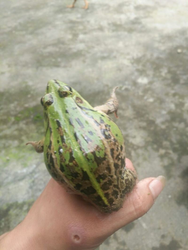 本地青蛙苗子