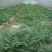 蔬菜大棚，简易蔬菜大棚