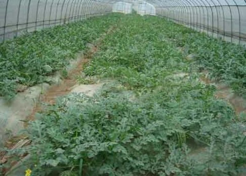 蔬菜大棚，简易蔬菜大棚