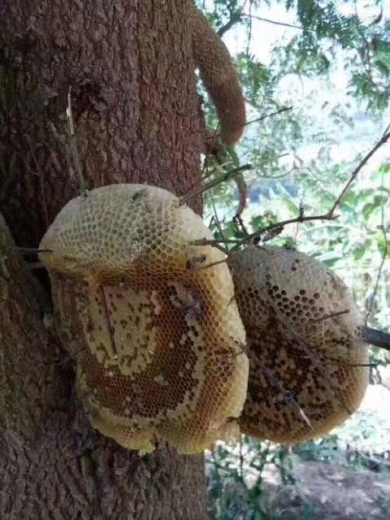 蜂蜜