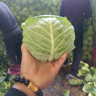 湖北甘蓝陕西精品甘蓝大量上市质量优，价位合适希望前来洽