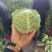 湖北甘蓝陕西精品甘蓝大量上市质量优，价位合适希望前来洽