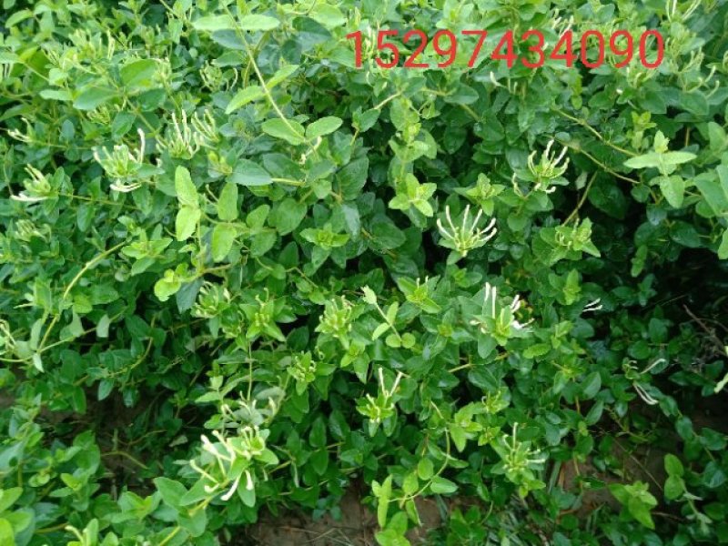 枸杞苗3年