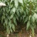 桃树苗，0.5至1公分的