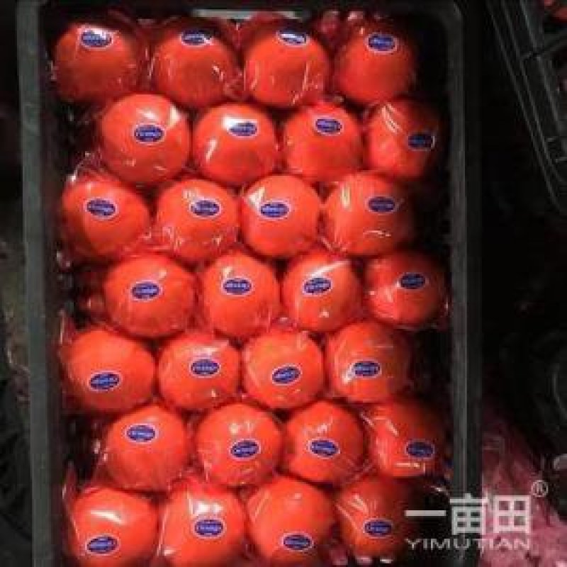 麻阳纽荷尔脐橙口感香甜无籽皮溥孕妇水果谢绝零售一千斤起