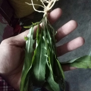 野生荠菜