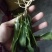 野生荠菜