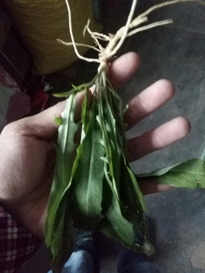 野生荠菜