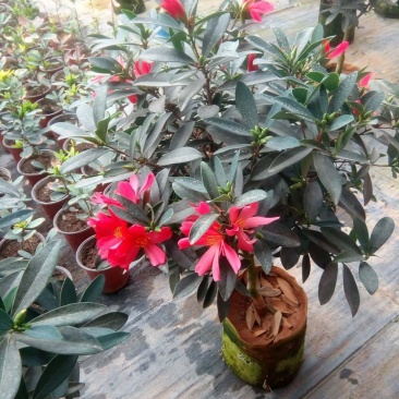 给力茶花基地批发各种茶花带花苞和优质柠檬树带果