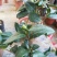 给力茶花基地批发各种茶花带花苞和优质柠檬树带果
