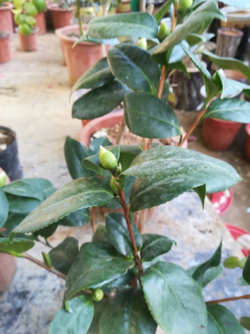 给力茶花基地批发各种茶花带花苞和优质柠檬树带果