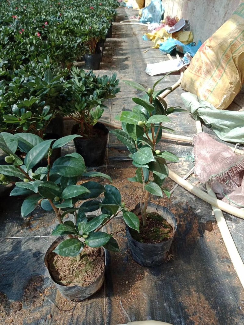 给力茶花基地批发各种茶花带花苞和优质柠檬树带果
