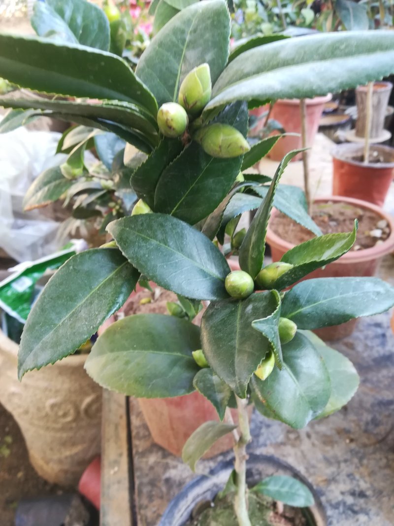 给力茶花基地批发各种茶花带花苞和优质柠檬树带果