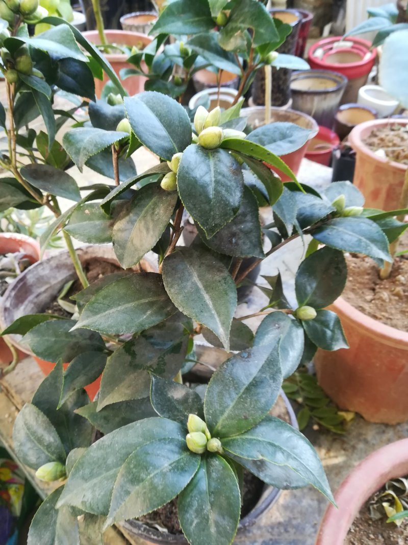 给力茶花基地批发各种茶花带花苞和优质柠檬树带果