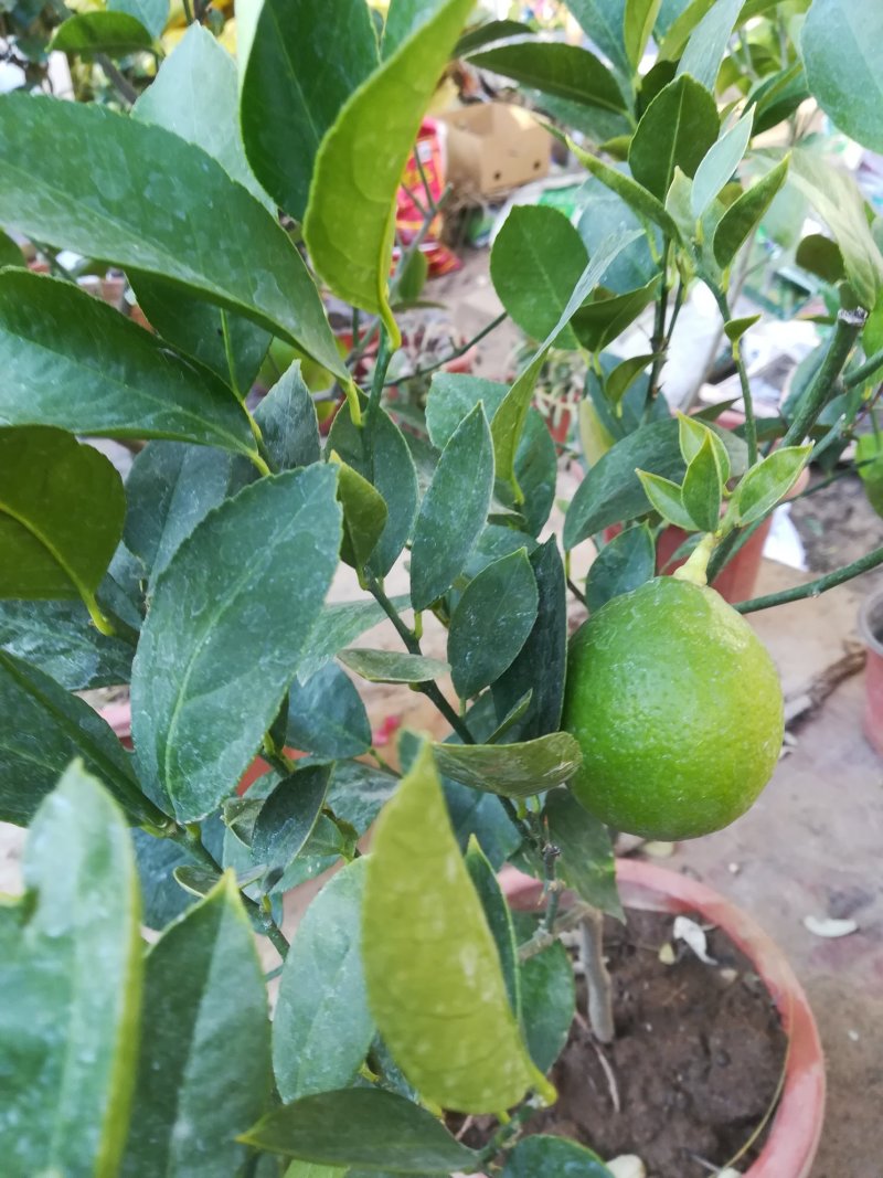 给力茶花基地批发各种茶花带花苞和优质柠檬树带果