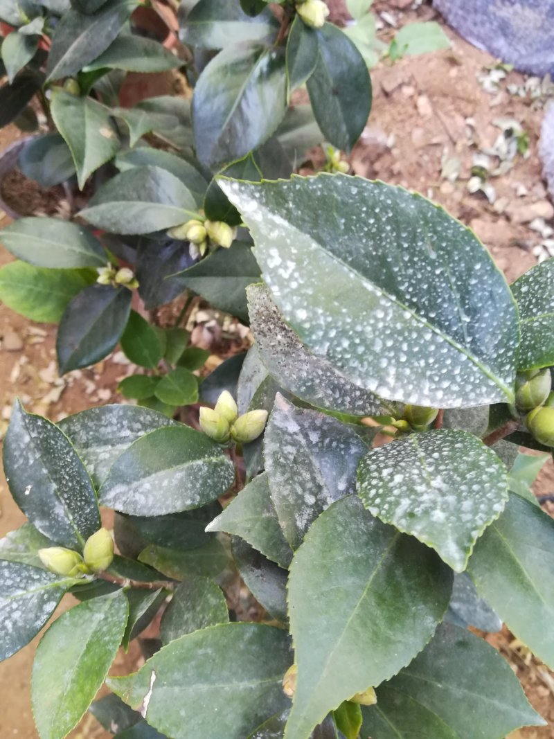 给力茶花基地批发各种茶花带花苞和优质柠檬树带果