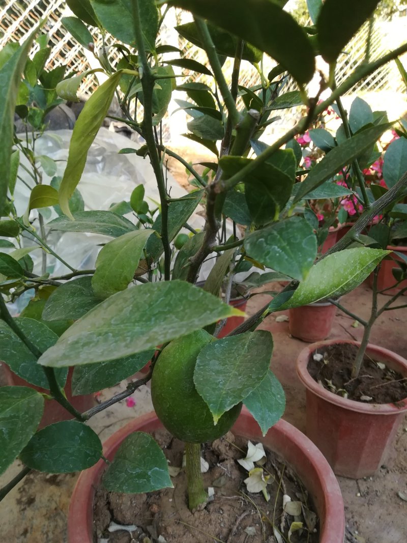 给力茶花基地批发各种茶花带花苞和优质柠檬树带果