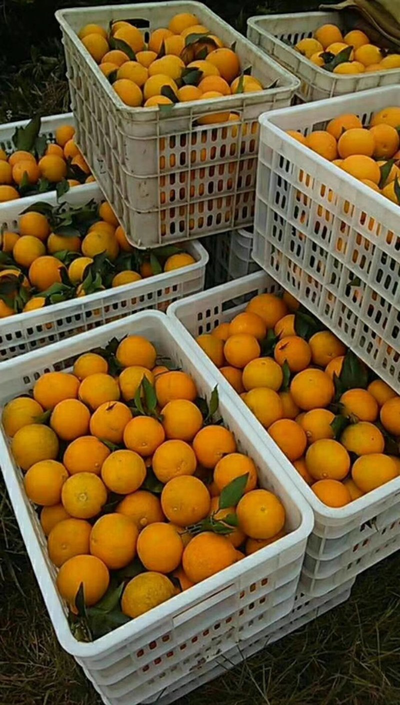 晚熟蜜橘，供货量大，品质好，甜度高，果面干净