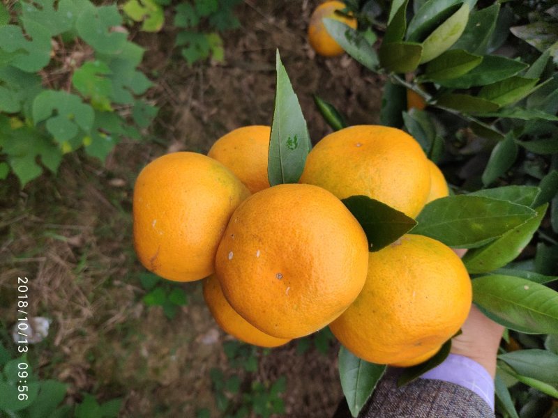 晚熟蜜橘，供货量大，品质好，甜度高，果面干净