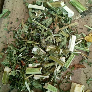 益母草