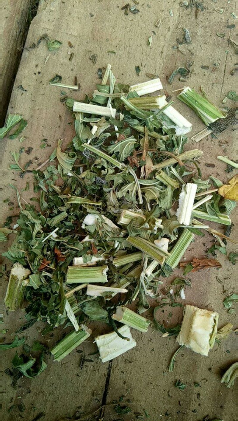 益母草