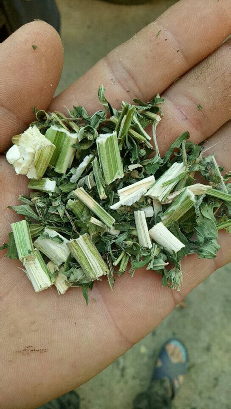 益母草