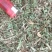 薄荷