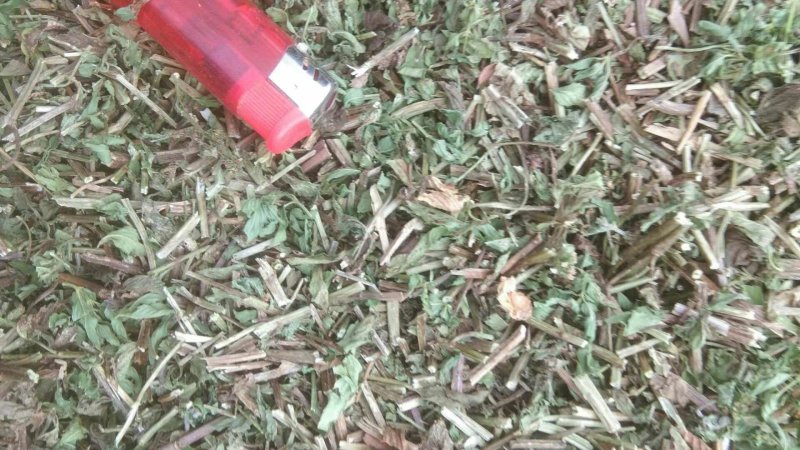 薄荷