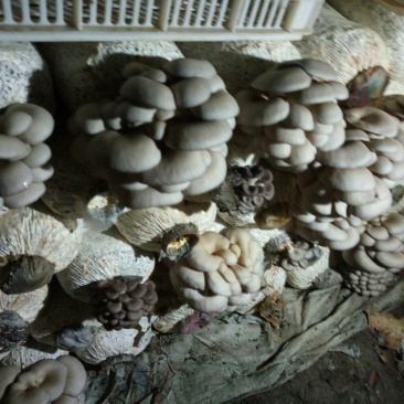 食用菌鲜货