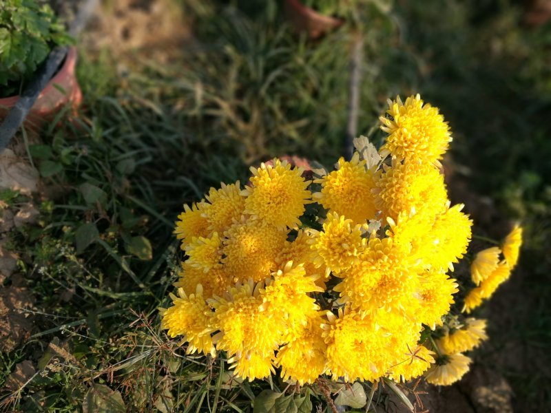 菊花