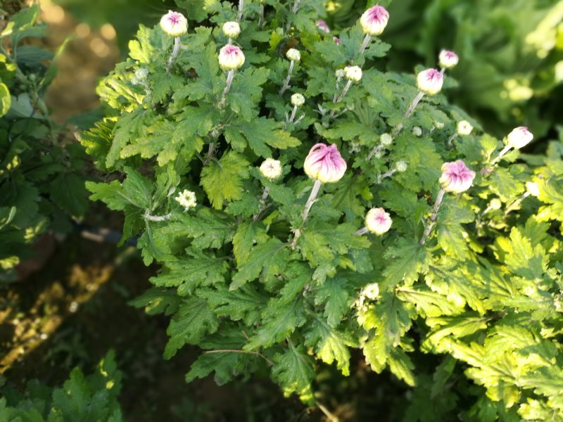 菊花
