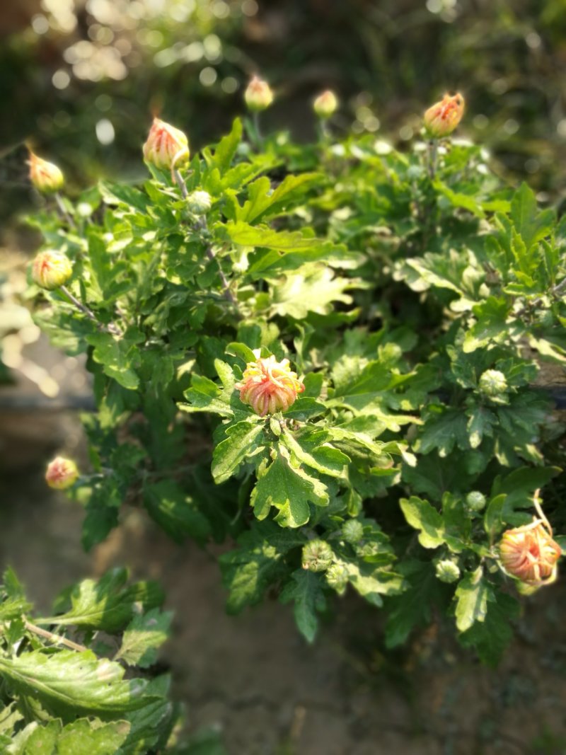 菊花