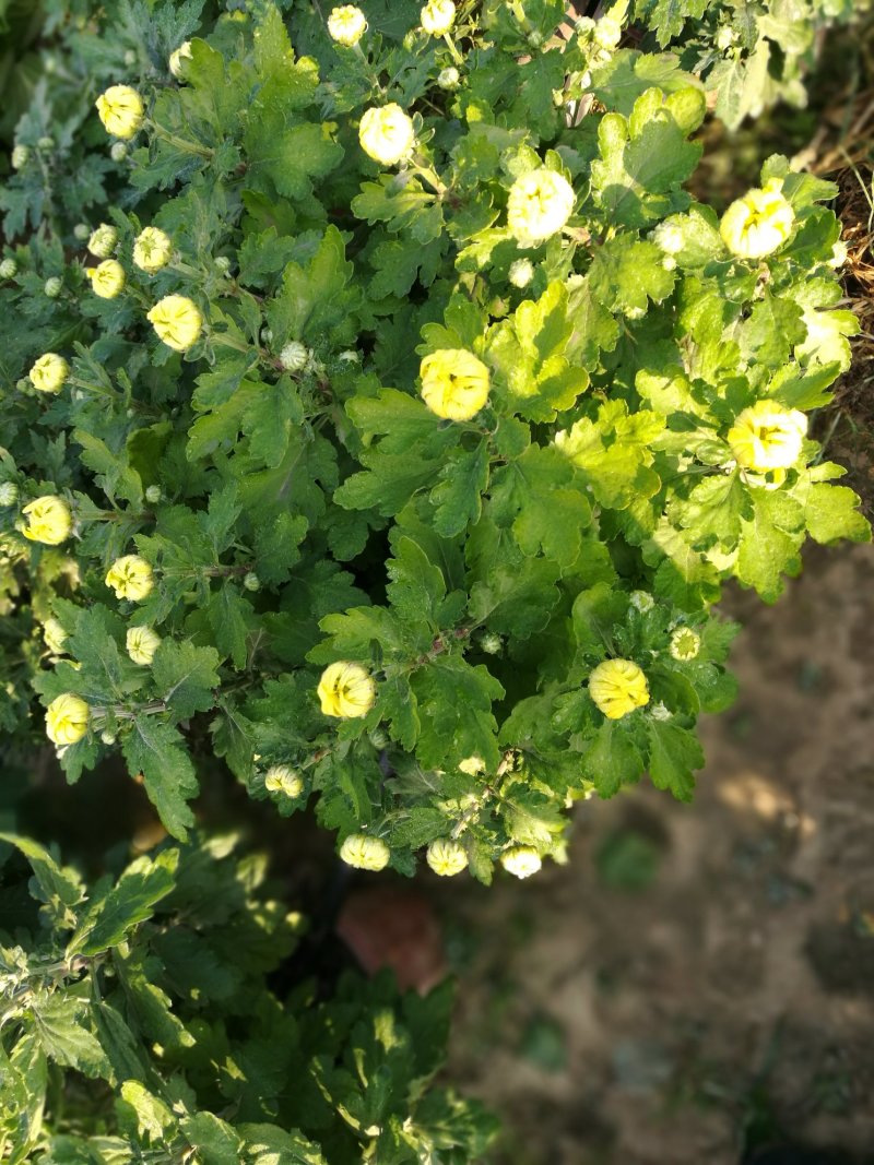 菊花