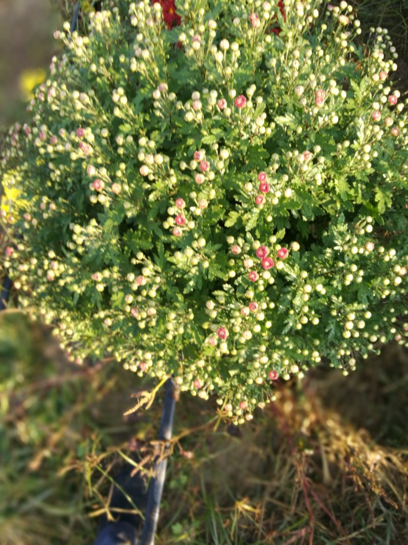 菊花