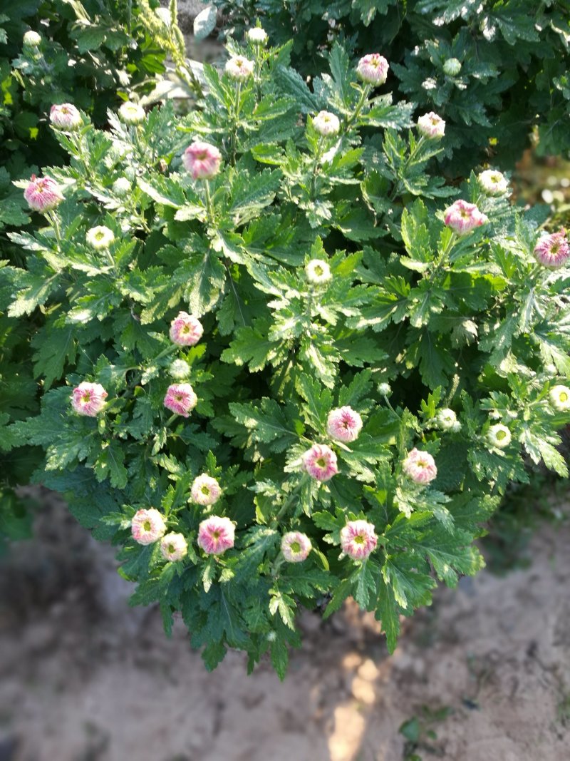 菊花